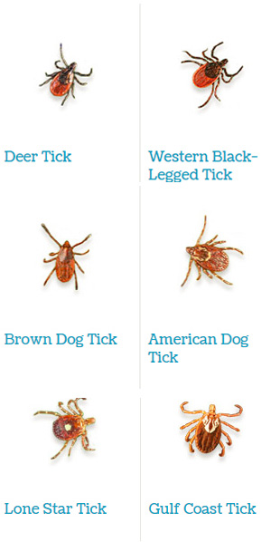 Tick species in Canada